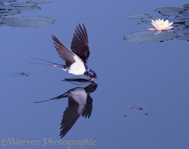 Barn Swallow (Hirundo rustica) drinking on the wing form a lily pond