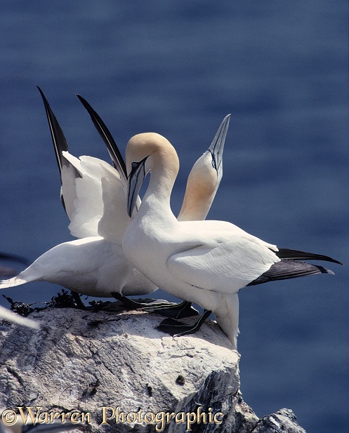Gannet (Morus bassanus) pair showing courtship display.  Atlantic Ocean