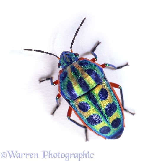 Rainbow Shield Bug (Calidea dregii).  Southern Africa, white background
