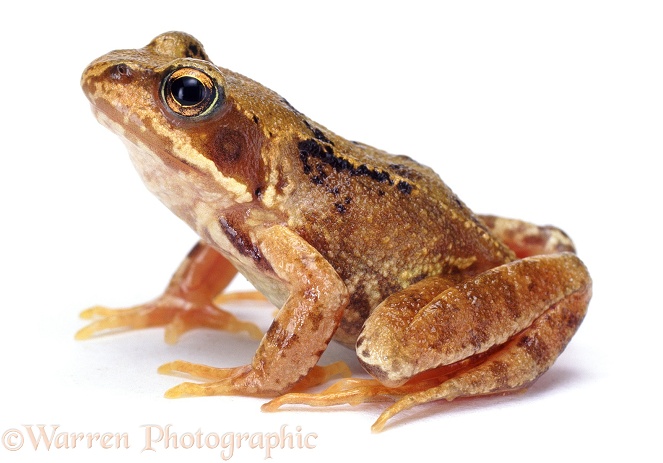 Common Frog (Rana temporaria), white background