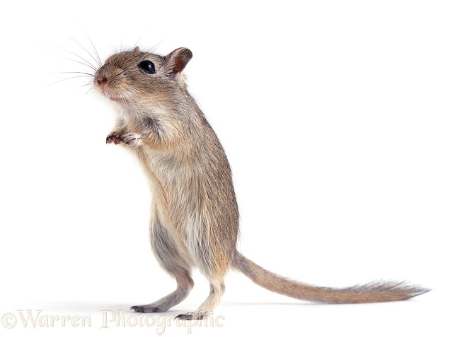 Agouti Mongolian Gerbil (Meriones unguiculatus) tripoding, white background