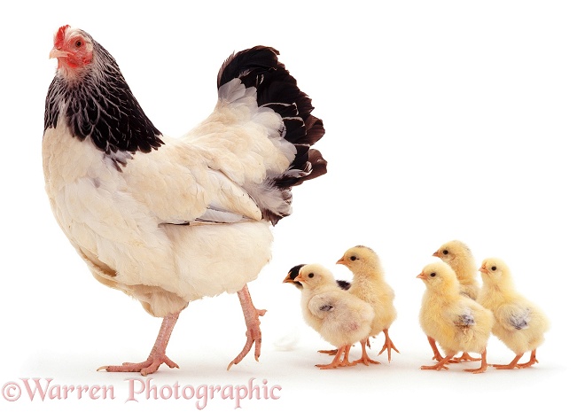 Light Sussex bantam hen leading her week-old chicks, white background