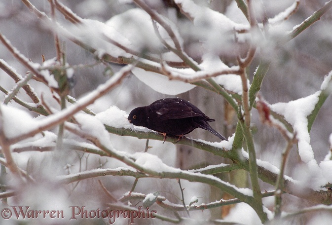 Blackbird (Turdus merula) cock eating snow to obtain moisture during freezing weather.  Europe