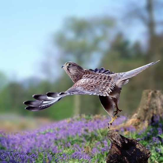 Kestrel (Falco tinnunculus) female taking off.  Europe, Africa