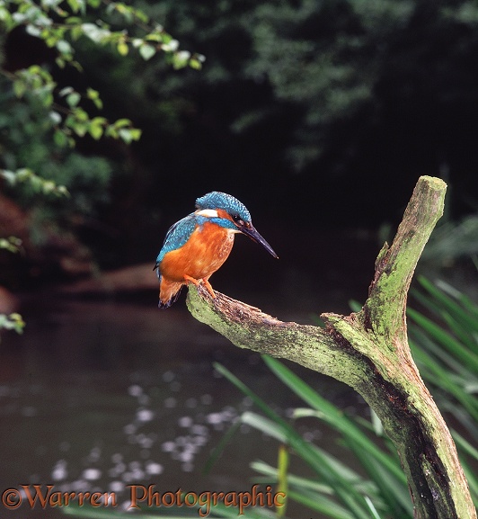 European Kingfisher (Alcedo atthis).  Europe
