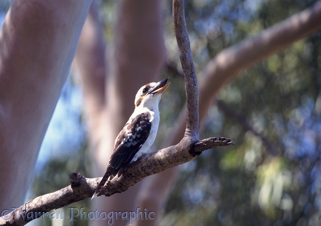 Blue-winged Kookaburra (Dacelo leachi) calling.  Australia