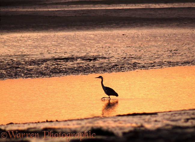 Grey Heron (Ardea cinerea) fishing at low tide.  Europe, Africa & Asia