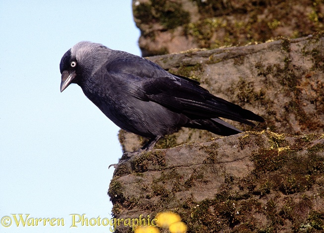Jackdaw (Corvus monedula) on the wall of a ruined castle.  Europe