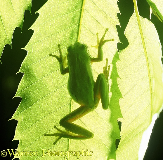 European Tree Frog (Hyla arborea) climbing a leaf, showing disc-shaped adhesive pads.