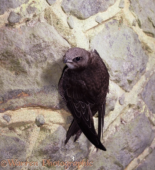 Eurasian Swift (Apus apus) clinging to a stone wall