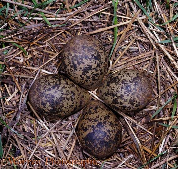 Lapwing (Vanellus vanellus) nest.  Europe