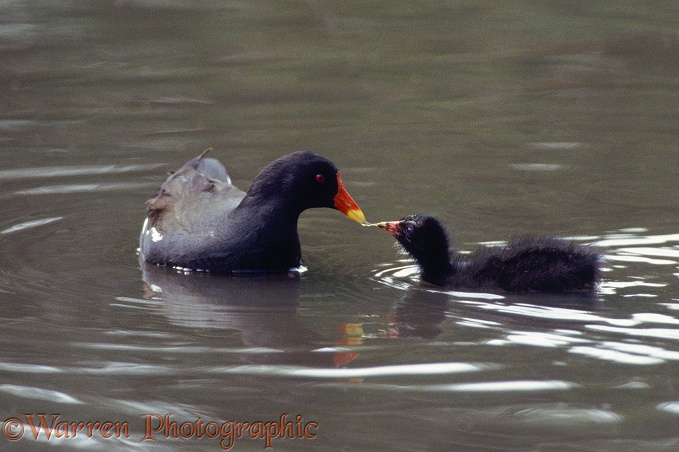 Moorhen (Gallinula chloropus) feeding its chick.  Europe,