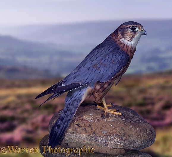 Merlin (Falco columbarius) male.  Europe, Africa, Asia & North America