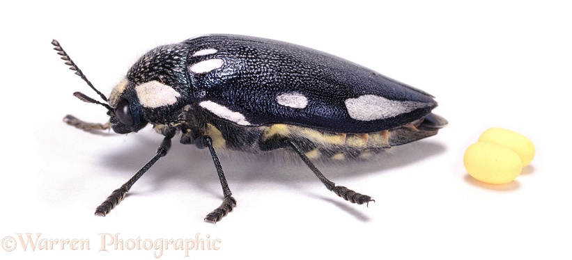 Jewel Beetle (Sternocera orissa) female and eggs, white background