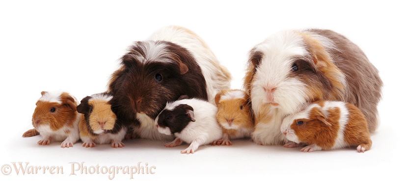 Crested Sheltie Guinea pig pair with five piglets, 1 day old, white background