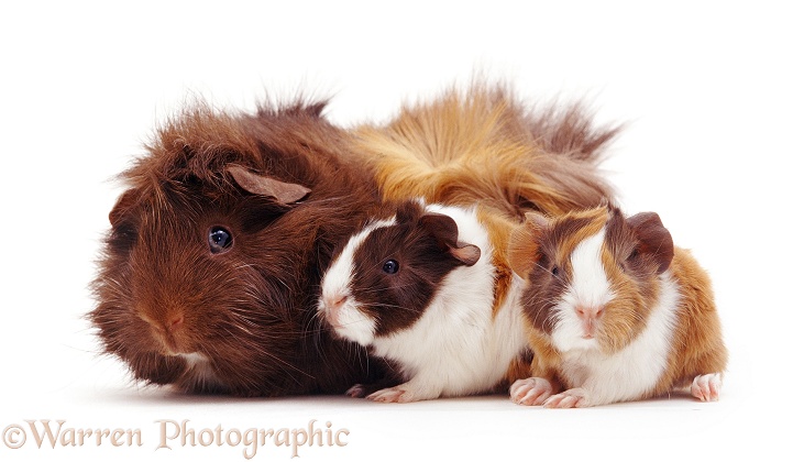 Abyssinian Sheltie Guinea pig with two piglets, 1 day old, white background