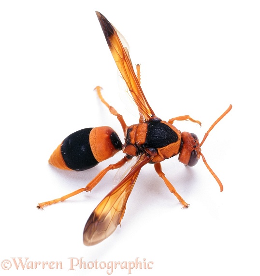 Solitary Wasp (Eumenidae).  Australia, white background