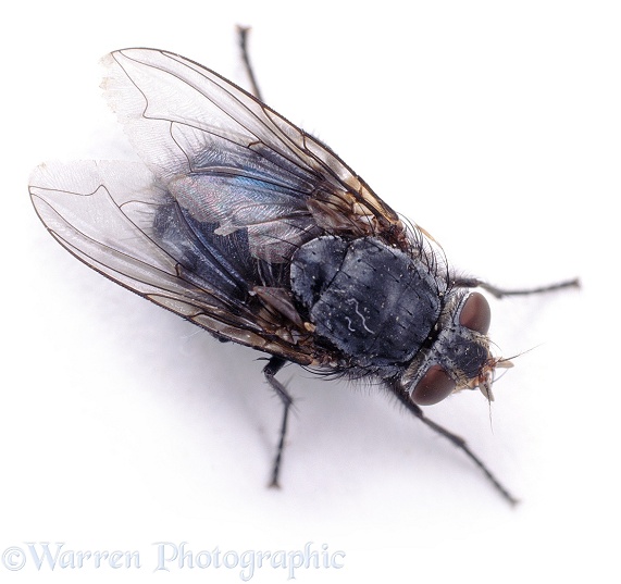 Bluebottle Fly (Calliphora vomitoria), white background