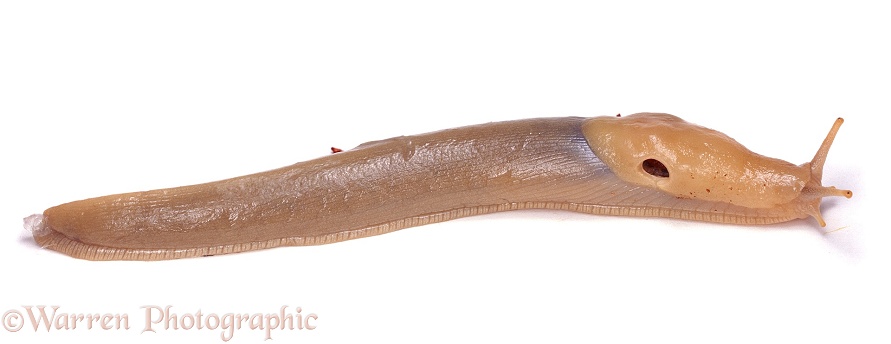 Banana Slug (Ariolimax columbianus).  British Columbia, Canada, white background