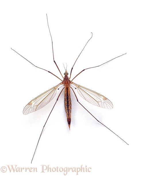 Crane Fly (Tipula paludosa) female, white background