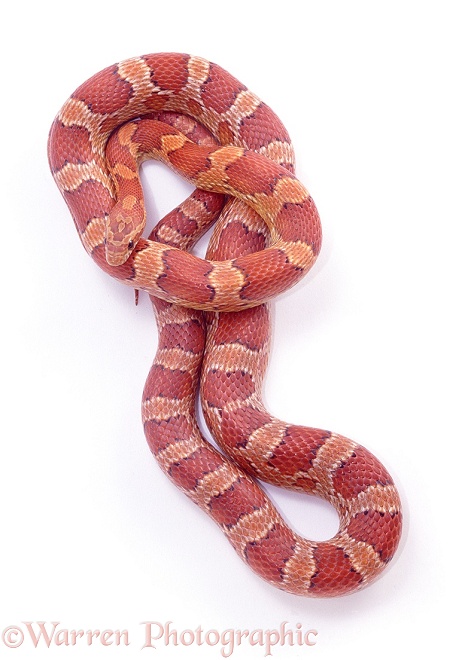 Corn Snake (Elaphe guttata) red colour variant., white background