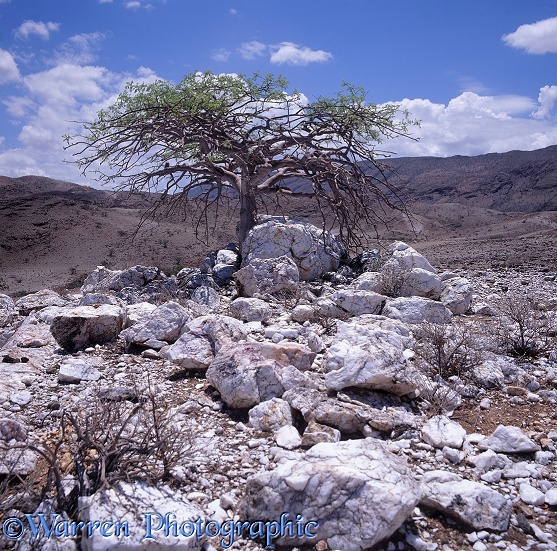 Quartz outcrop in Kaokoland.  Namibia