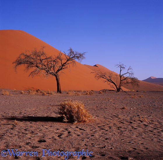 Sand dune.  Namibia