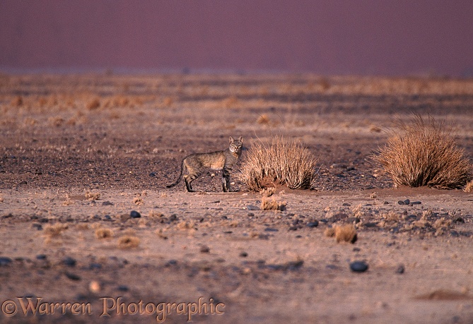 African Wild Cat (Felis lybica) in the Namib Desert.  Africa
