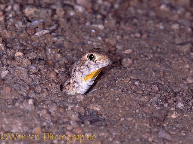 Common Barking Gecko (Ptenopus garrulus) male looking out of its burrow at dusk, listening for the calls other males.  Southern Africa