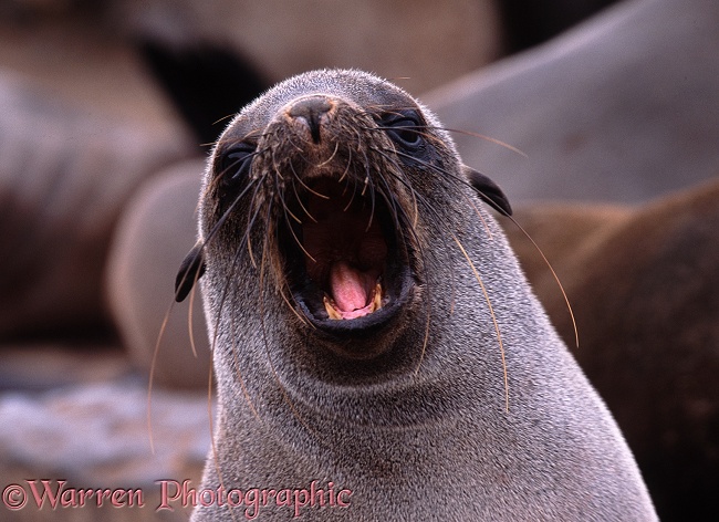 Cape Fur Seal (Arctocephalus pusillus) cow yawning.  Southern African coasts