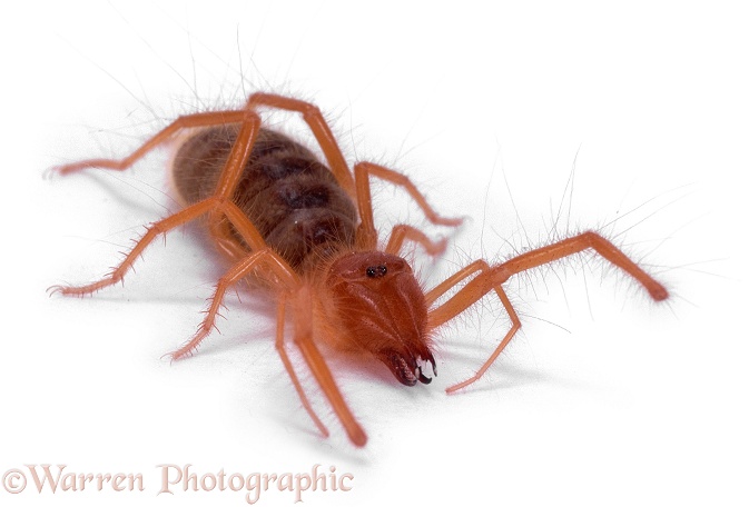 Solifugid or Sun Spider (Solifuga species), white background