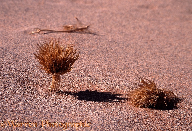 Grass roots exposed by wind erosion.  Namib Desert
