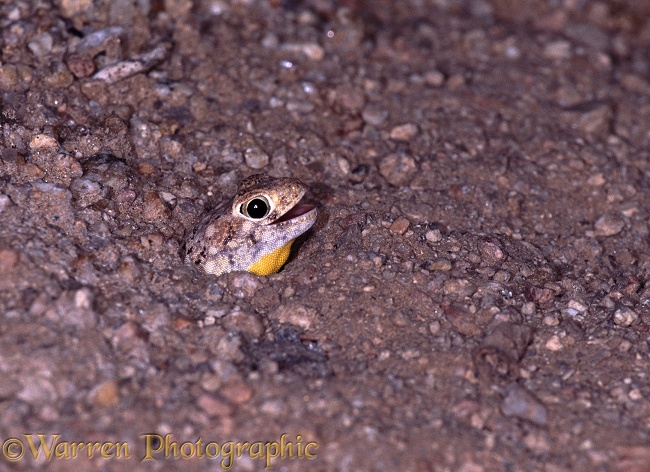 Common Barking Gecko (Ptenopus garrulus) male calling from the mouth of his burrow.  Southern Africa