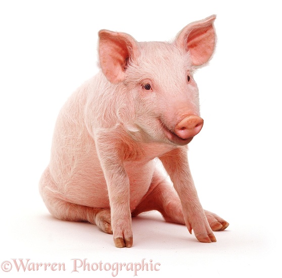 Middle White piglet, 3 weeks old, sitting, white background