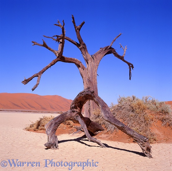 Dead tree at Hidden Vlei.  Namibia