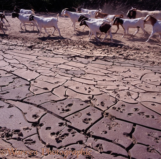 Goats and dry riverbed.  Namibia