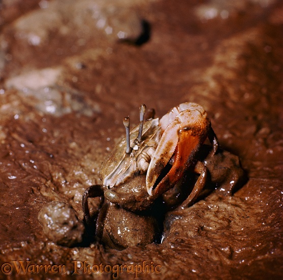 Fiddler Crab (Uca marionis) male bringing up mud from his burrow.  Malaya