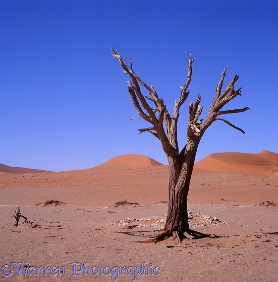 Dead tree in the Namib Desert.  Namibia