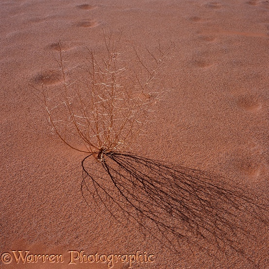 Dead desert plant in sand.  Namibia