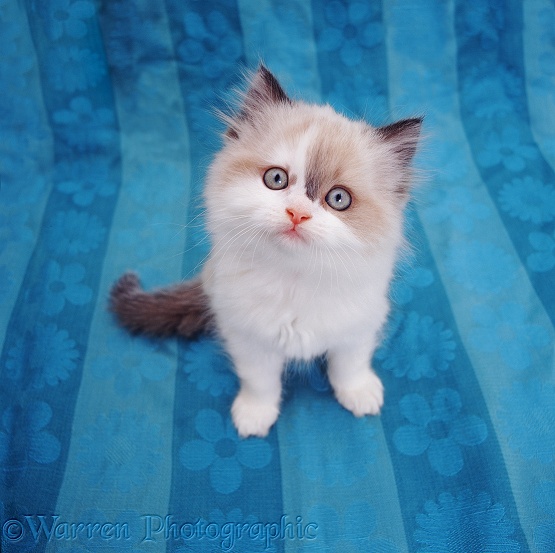 Kitten sitting on blue cloth