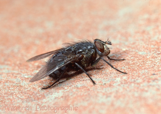 Bluebottle Fly (Calliphora vomitoria) basking on a brick wall