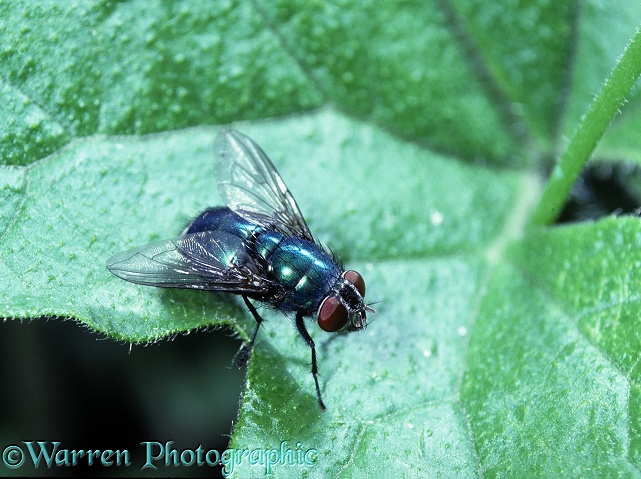 Greenbottle Fly (Lucilia sp) basking on a leaf.  Europe