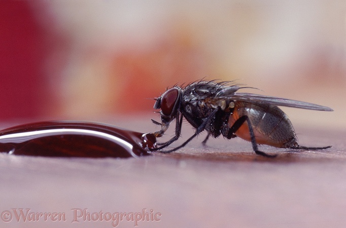 Lesser House Fly (Fannia canicularis) sucking from a drop of spilt wine