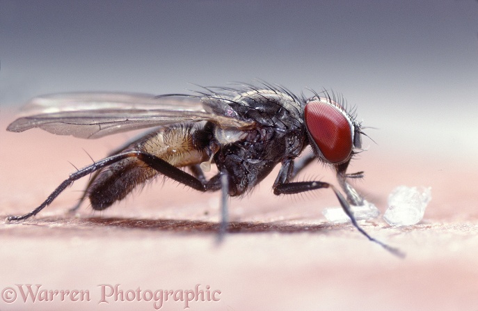 Lesser House Fly (Fannia canicularis) feeding on a grain of sugar