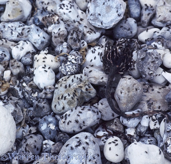 Seaweed Flies (Coleopa species) swarming on beach pebbles