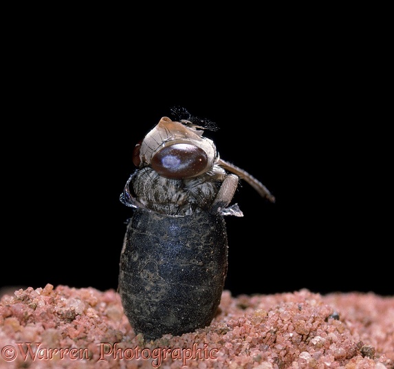 Tsetse Fly (Glossina morsitans) emerging from pupa