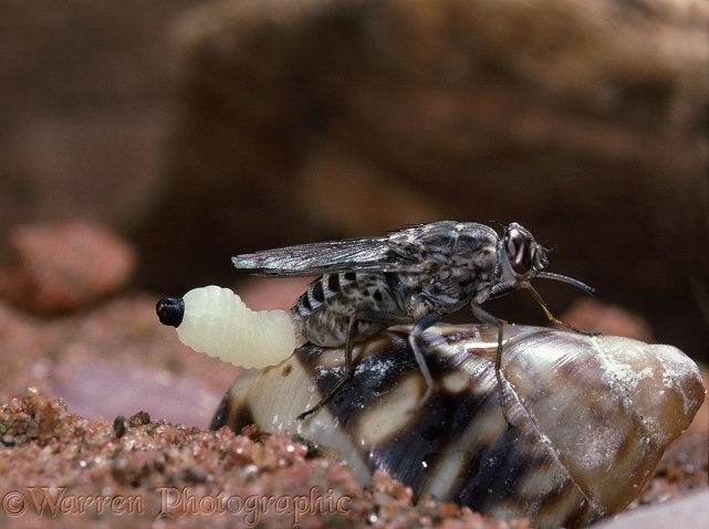 Tsetse Fly (Glossina morsitans) female giving birth to fully developed larva