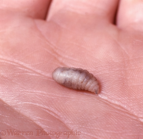 Tumbu Fly (Cordylobia anthropophaga) fully grown larva recently emerged from beneath the skin of a child's back.  Kenya