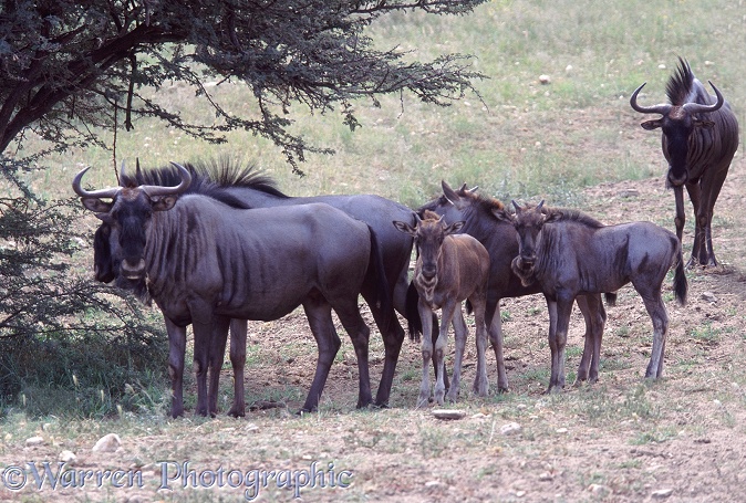Blue Wildebeest (Connochaetes taurinus).  Southern Africa