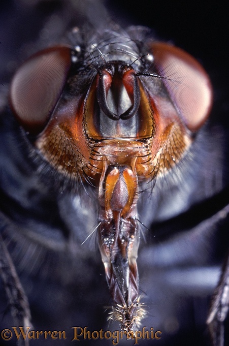 Bluebottle Fly (Calliphora vomitoria) head.  Worldwide